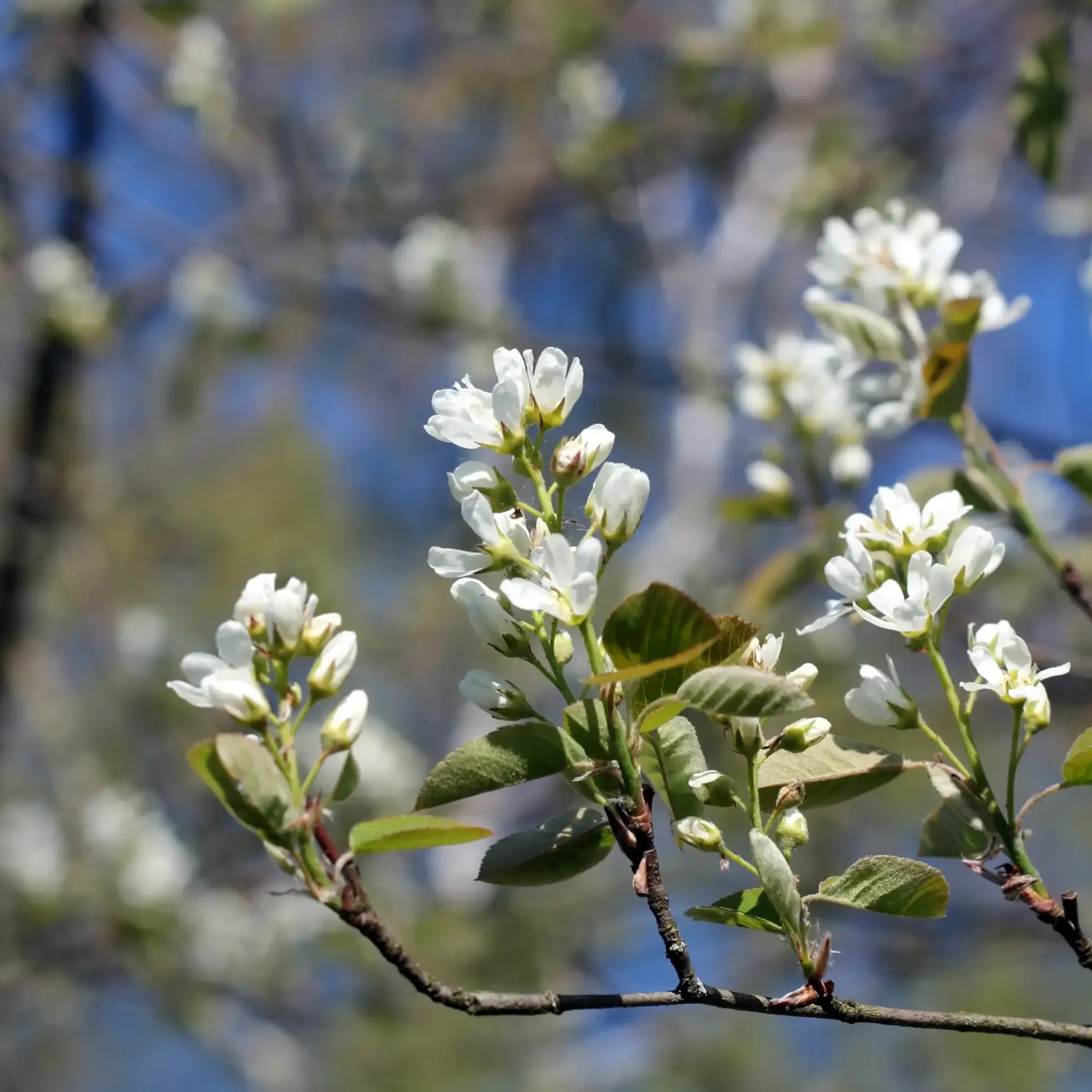 saskatoon-cropped.webp