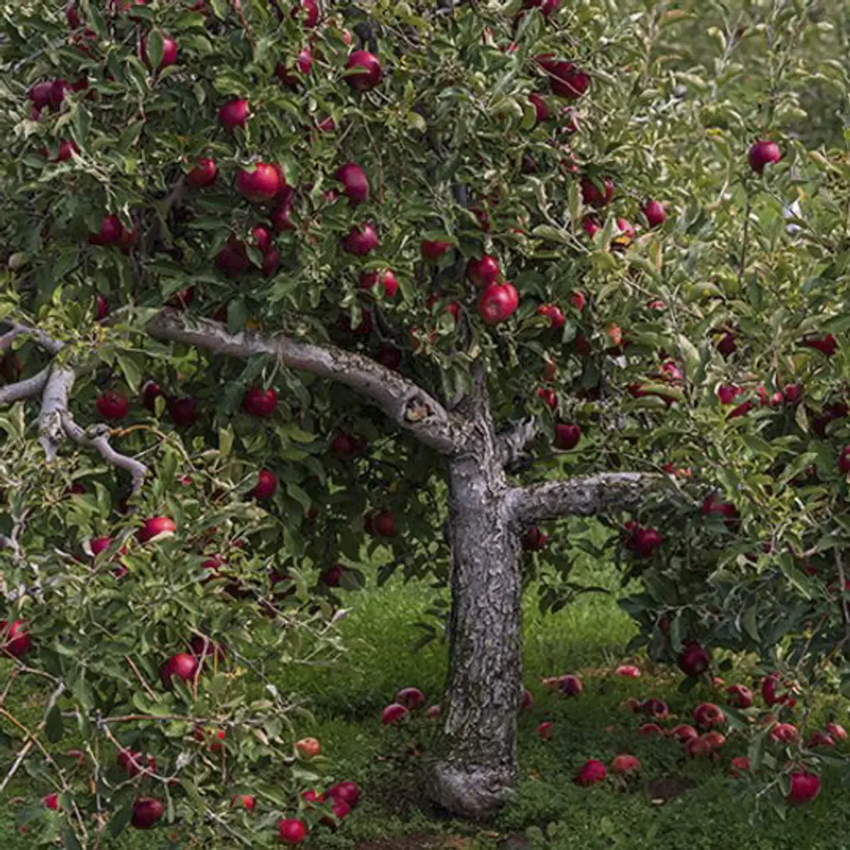 manitoba-crabapple-tree.1200.webp