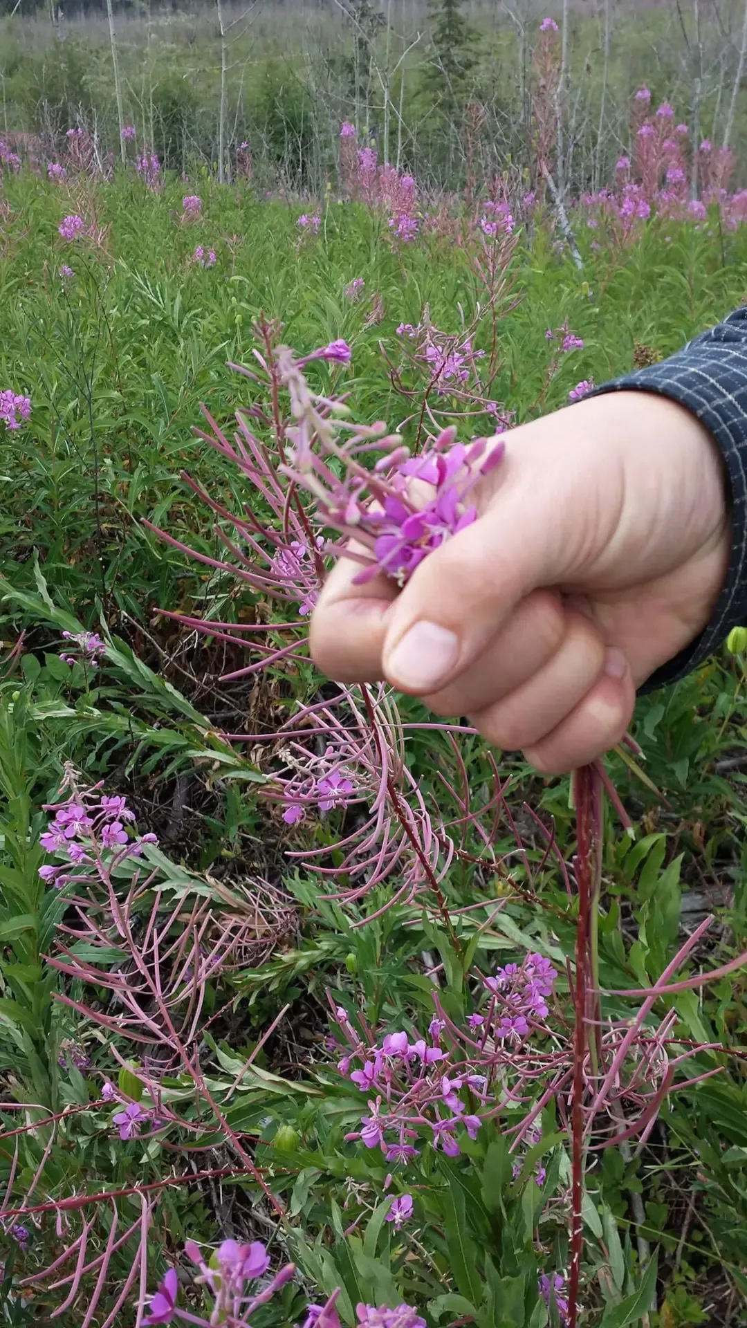 Fireweed_Harvesting_HDW.webp