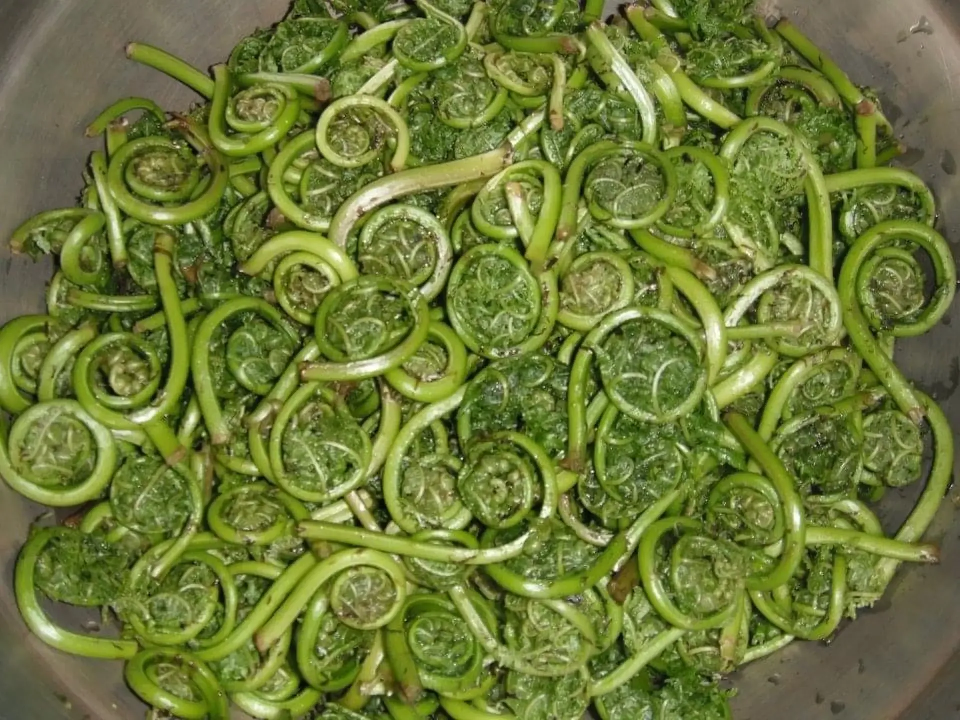 Fiddleheads.webp