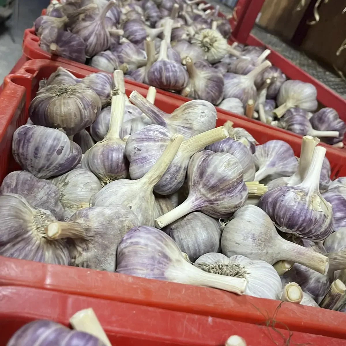 Garlic.1200.webp