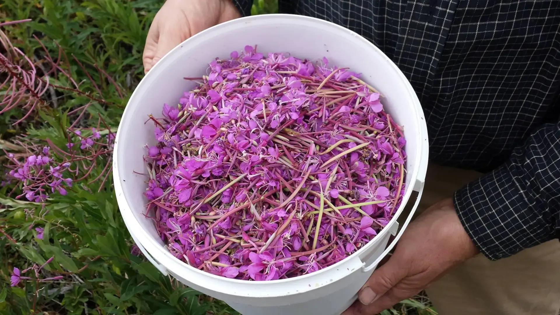 Fireweed_Bucket_HDW.webp