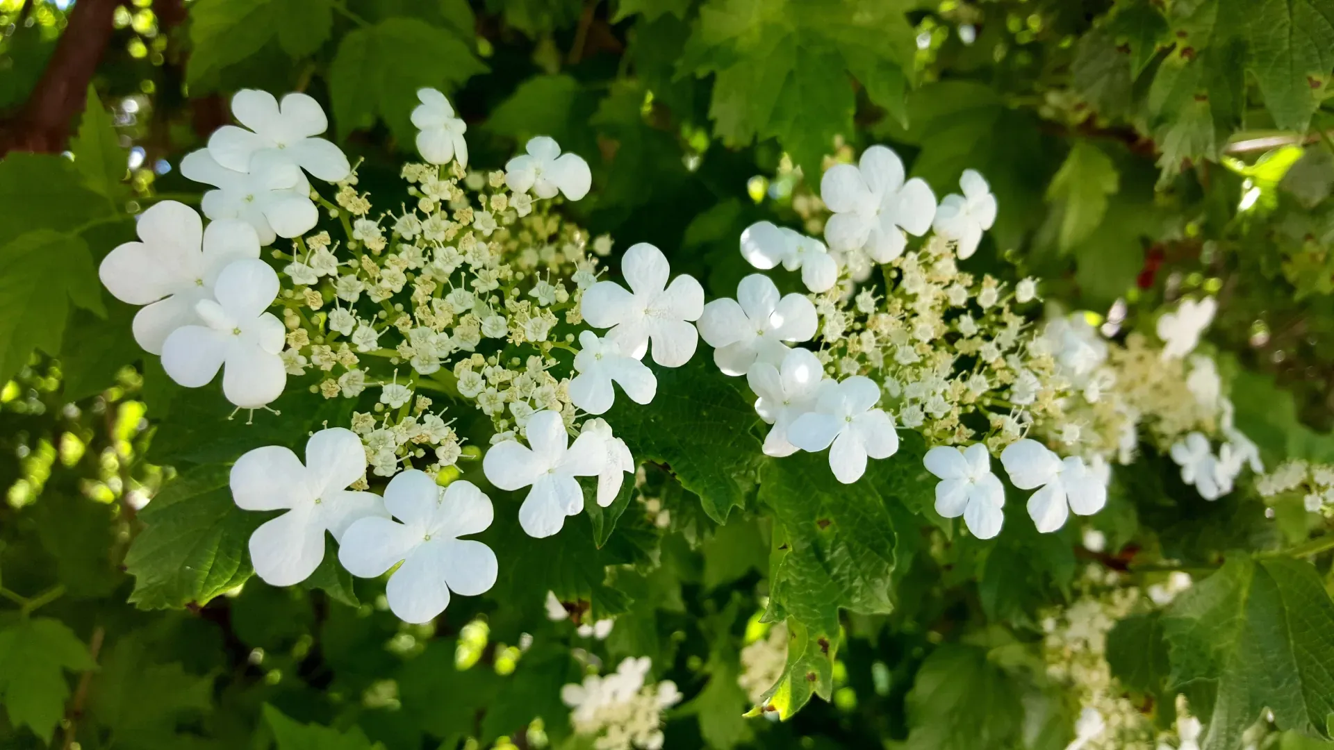 high-bush-cranberry-3799614.webp