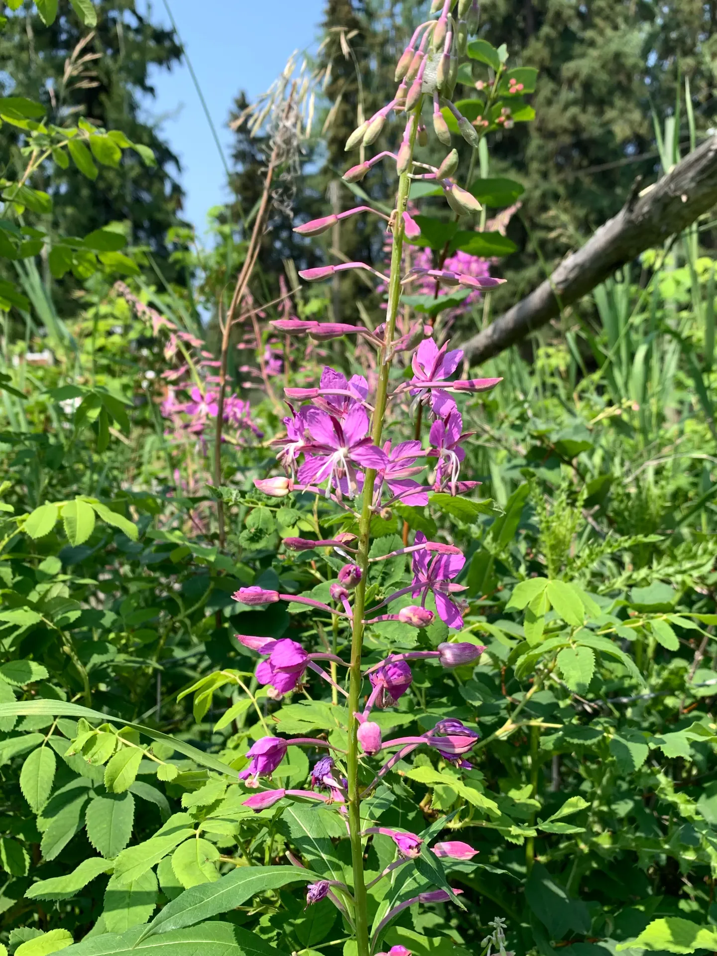 Fireweed_HDW.webp