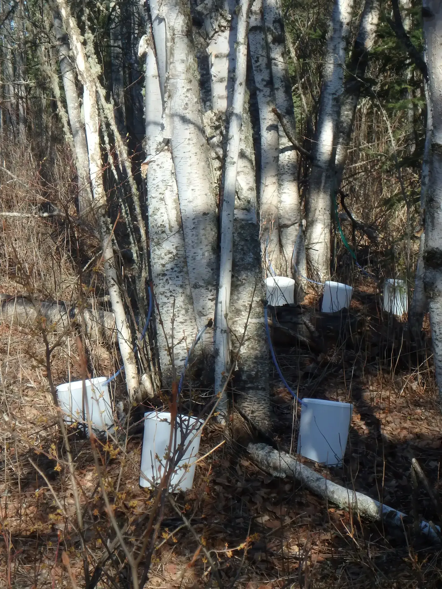 Birch_Trees_Tapping-gigapixel-low_resolution_v2-1920w.webp