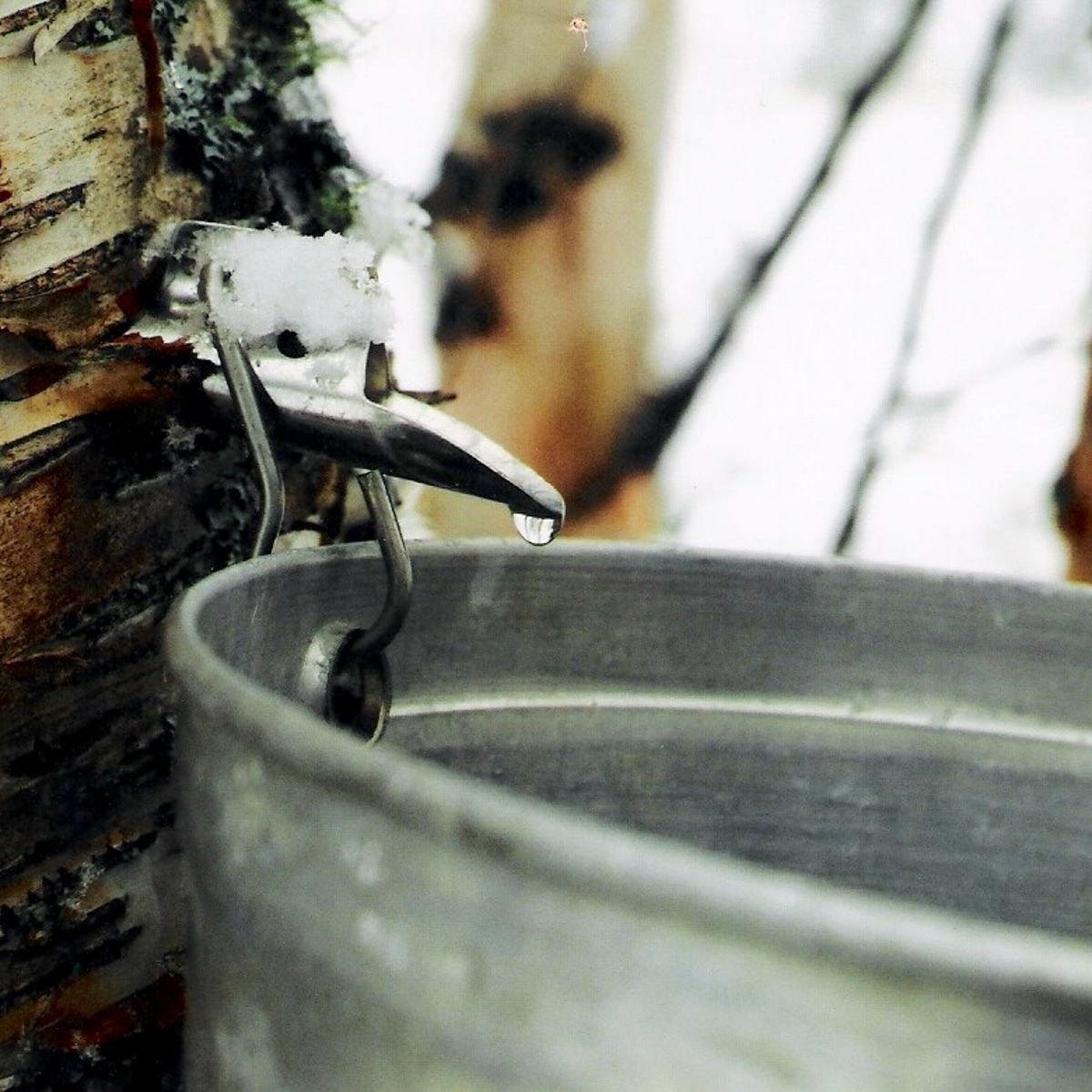 Moose_Meadows_Farm_Birch_Syrup.1200.jpg