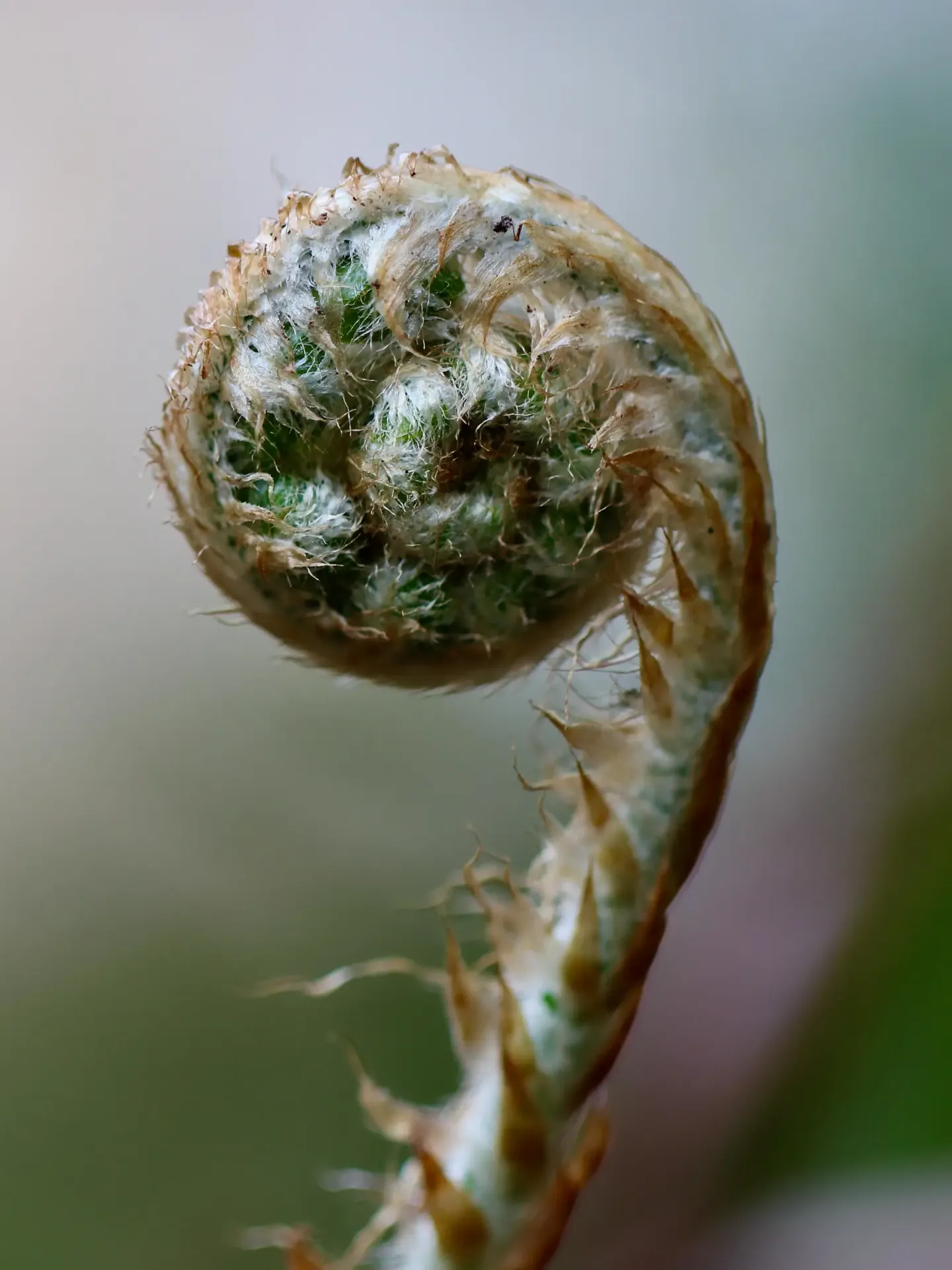 fiddlehead-6171783-cropped.webp