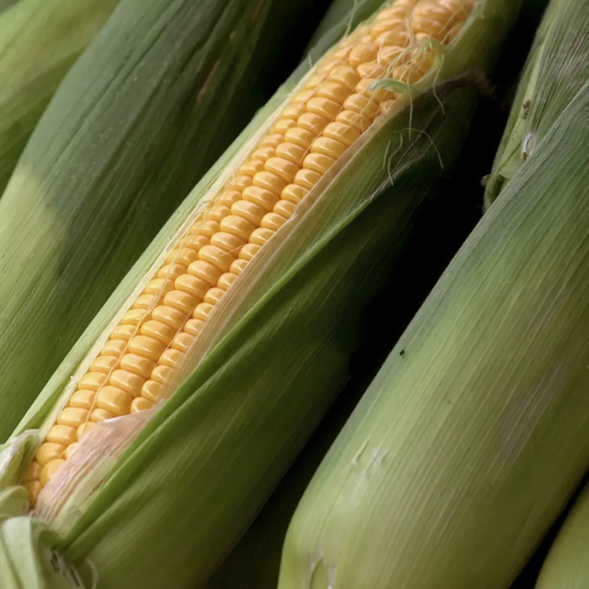 corn-5596907_1280.1200.webp