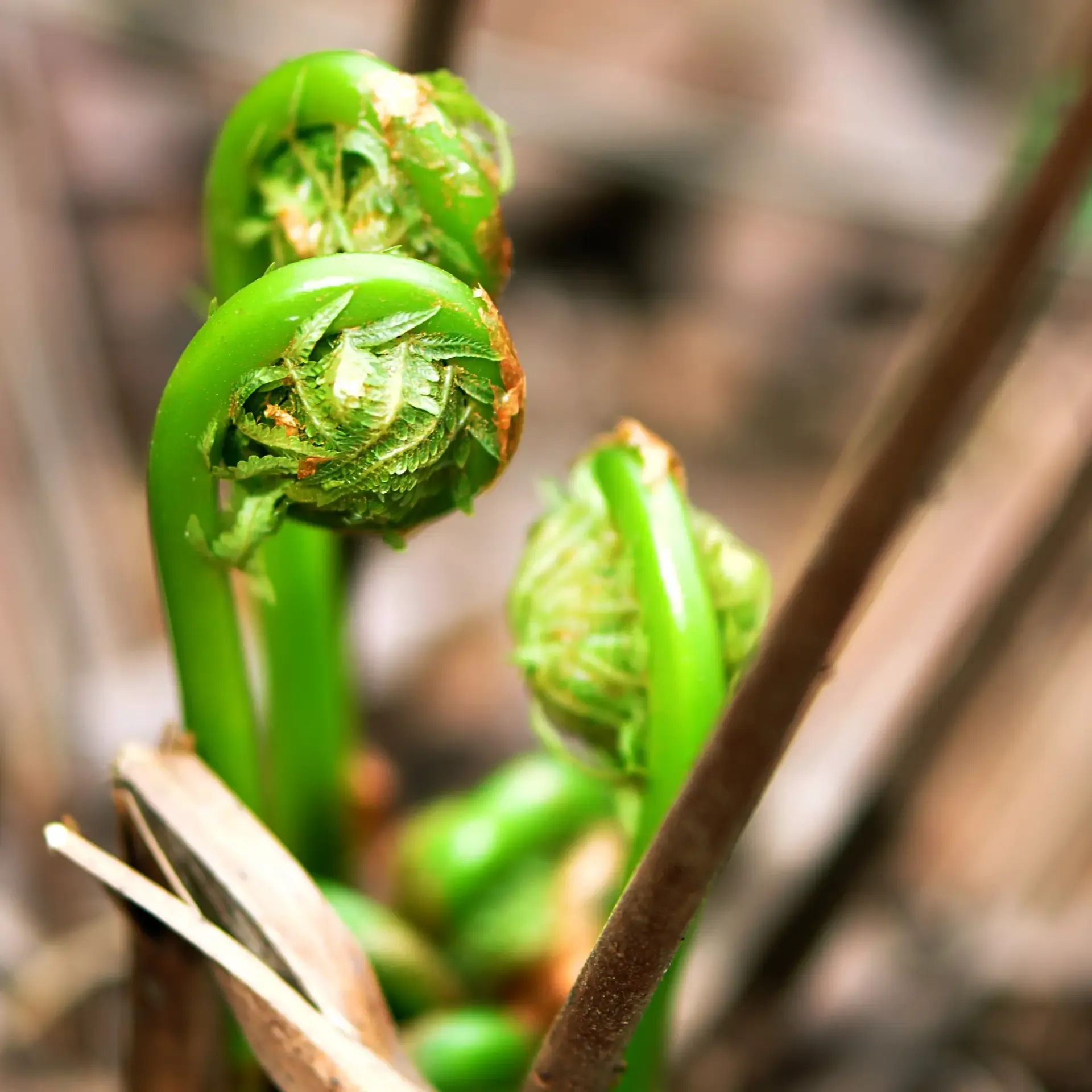 fiddlehead-ferns-2284158.webp