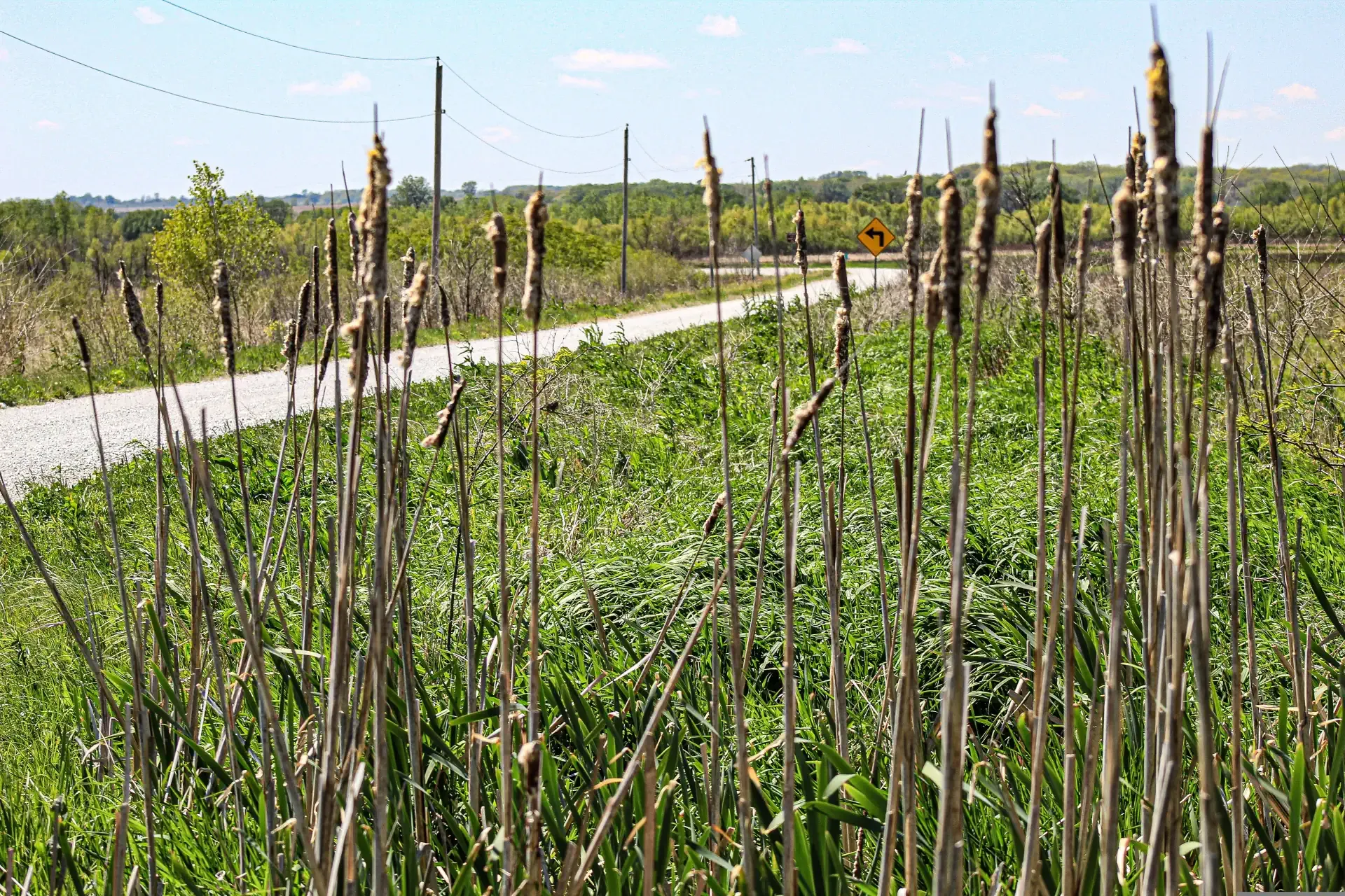 cattails-5155686.webp